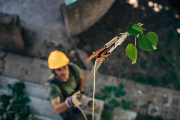 How Our Tree Care Process Works  in Freeport, NY